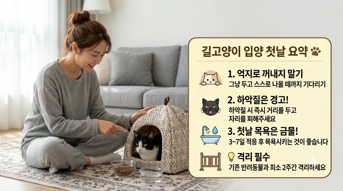 길고양이 입양 첫날 집에 데려왔을 때 해야 할 것과 하면 안 되는 것